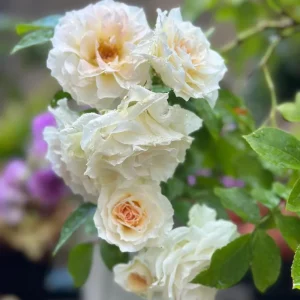 Gelato Rose Bush Live Plant 30-50 cm Tall - White/Cream Yellow Double Petals - Image 4