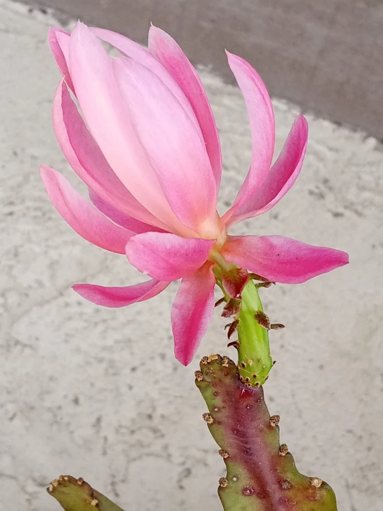 German Empress Epiphyllum Cactus Live Plant Cutting - 6 inch - Indoor & Outdoor Flowering Cactus - Image 10