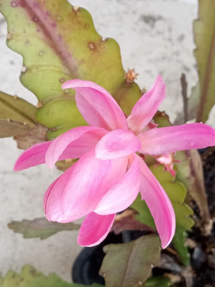 German Empress Epiphyllum Cactus Live Plant Cutting - 6 inch - Indoor & Outdoor Flowering Cactus - Image 11