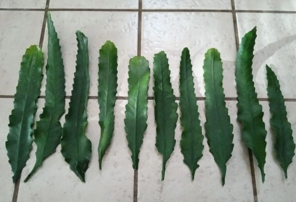 German Empress Epiphyllum Cactus Live Plant Cutting - 6 inch - Indoor & Outdoor Flowering Cactus - Image 12
