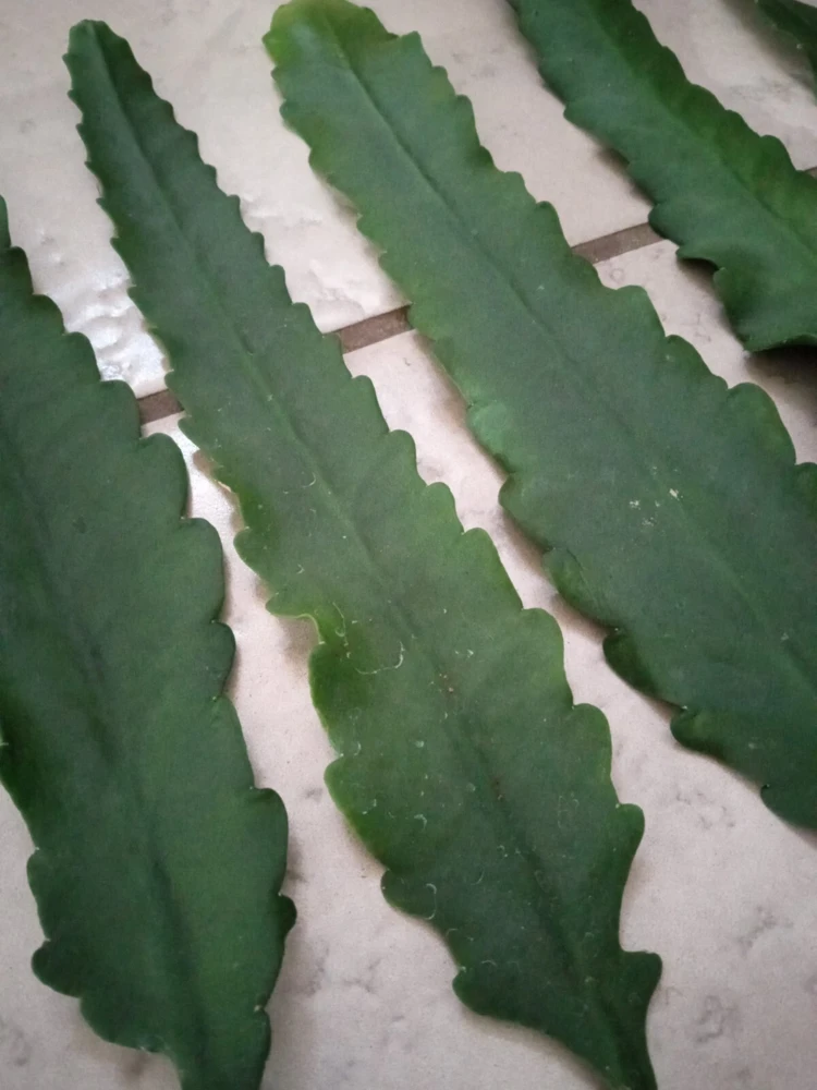 German Empress Epiphyllum Cactus Live Plant Cutting - 6 inch - Indoor & Outdoor Flowering Cactus - Image 13