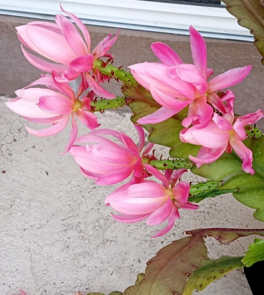 German Empress Epiphyllum Cactus Live Plant Cutting - 6 inch - Indoor & Outdoor Flowering Cactus - Image 2
