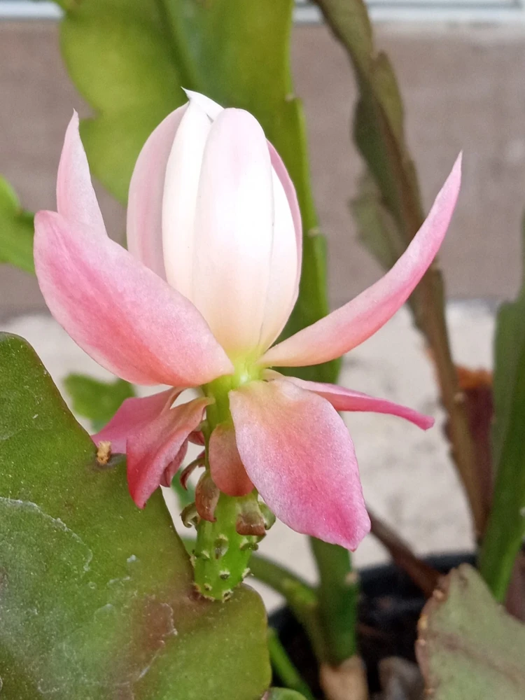 German Empress Epiphyllum Cactus Live Plant Cutting - 6 inch - Indoor & Outdoor Flowering Cactus - Image 3