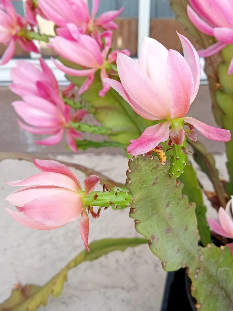 German Empress Epiphyllum Cactus Live Plant Cutting - 6 inch - Indoor & Outdoor Flowering Cactus - Image 4