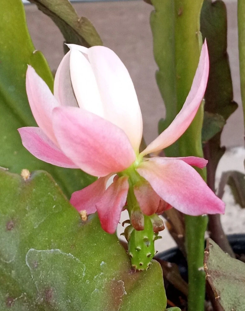 German Empress Epiphyllum Cactus Live Plant Cutting - 6 inch - Indoor & Outdoor Flowering Cactus - Image 5