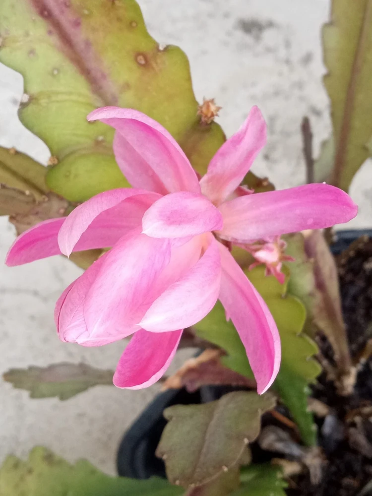 German Empress Epiphyllum Cactus Live Plant Cutting - 6 inch - Indoor & Outdoor Flowering Cactus - Image 6