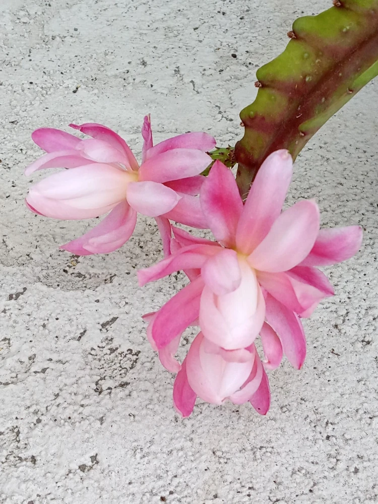 German Empress Epiphyllum Cactus Live Plant Cutting - 6 inch - Indoor & Outdoor Flowering Cactus - Image 7
