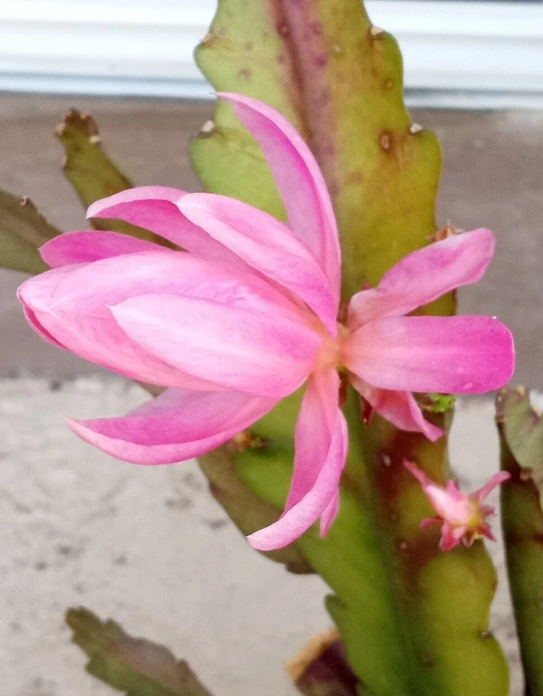 German Empress Epiphyllum Cactus Live Plant Cutting - 6 inch - Indoor & Outdoor Flowering Cactus - Image 8