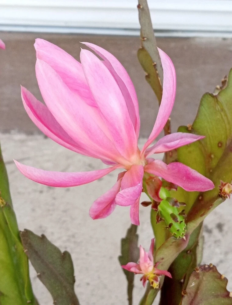 German Empress Epiphyllum Cactus Live Plant Cutting - 6 inch - Indoor & Outdoor Flowering Cactus - Image 9
