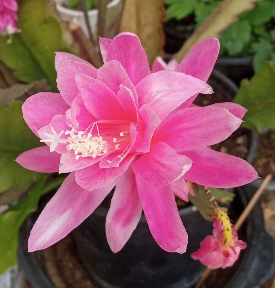 German Empress Epiphyllum Cactus Live Plant Cutting - 6 inch - Indoor & Outdoor Flowering Cactus - Image 1