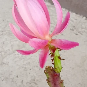 German Empress Epiphyllum Orchid Cactus Rooted Live Plant 6