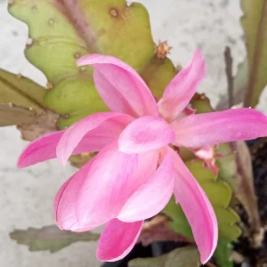 German Empress Epiphyllum Orchid Cactus Rooted Live Plant 6