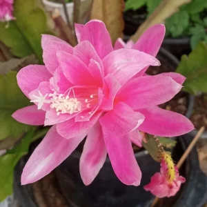 German Empress Epiphyllum Orchid Cactus Rooted Live Plant 6