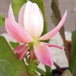 German Empress Epiphyllum Orchid Cactus Rooted Live Plant 6