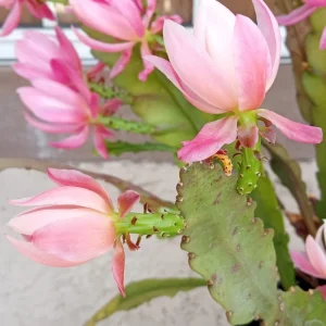 German Empress Epiphyllum Orchid Cactus Rooted Live Plant 6
