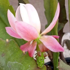 German Empress Epiphyllum Orchid Cactus Rooted Live Plant 6