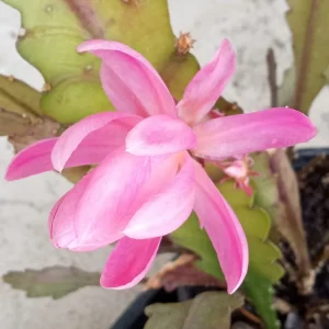 German Empress Epiphyllum Orchid Cactus Rooted Live Plant 6