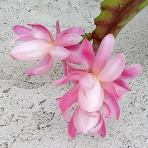 German Empress Epiphyllum Orchid Cactus Rooted Live Plant 6