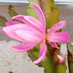 German Empress Epiphyllum Orchid Cactus Rooted Live Plant 6