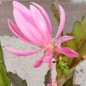 German Empress Epiphyllum Orchid Cactus Rooted Live Plant 6