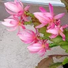 German Empress Epiphyllum Orchid Cactus Rooted Live Plant 6" Indoor/Outdoor - Image 1