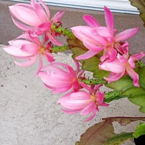 German Empress Epiphyllum Orchid Cactus Rooted Live Plant 6