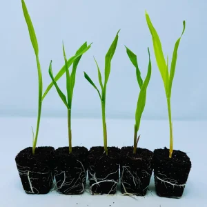 Glass Gem Corn Live Plant - Rare Heirloom Ornamental Flint Corn - Image 5