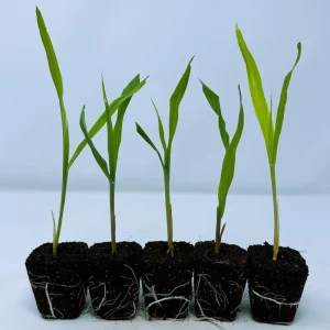 Glass Gem Corn Live Plant - Rare Heirloom Ornamental Flint Corn - Image 6
