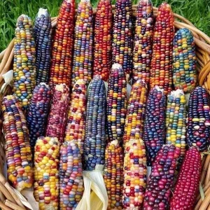 Glass Gem Corn Live Plant - Rare Heirloom Ornamental Flint Corn - Image 7