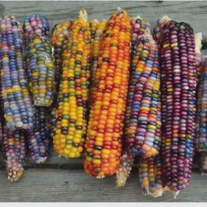 Glass Gem Corn Live Plant - Rare Heirloom Ornamental Flint Corn - Image 9