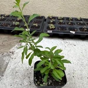 Goji Berry Plant (Wolfberry) Live Plant - Lycium barbarum - Image 2
