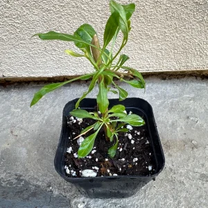 Goji Berry Plant (Wolfberry) Live Plant - Lycium barbarum - Image 3
