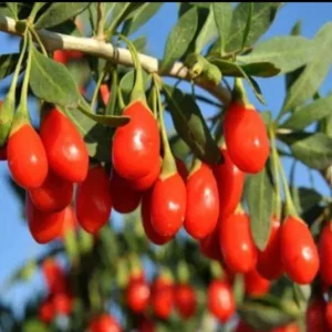 Goji Berry Plant (Wolfberry) Live Plant - Lycium barbarum - Image 4