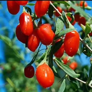 Goji Berry Plant (Wolfberry) Live Plant - Lycium barbarum - Image 5