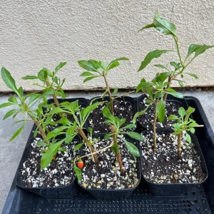 Goji Berry Plant (Wolfberry) Live Plant - Lycium barbarum - Image 6