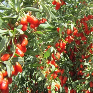 Goji Berry Plant (Wolfberry) Live Plant - Lycium barbarum - Image 7