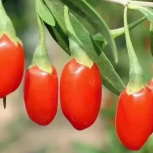 Goji Berry Plant (Wolfberry) Live Plant - Lycium barbarum - Image 1