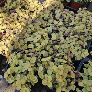 Gold Wandering Jew Live Plant - Tradescantia Callisia Repens, 4-inch Pot, Indoor/Outdoor - Image 2