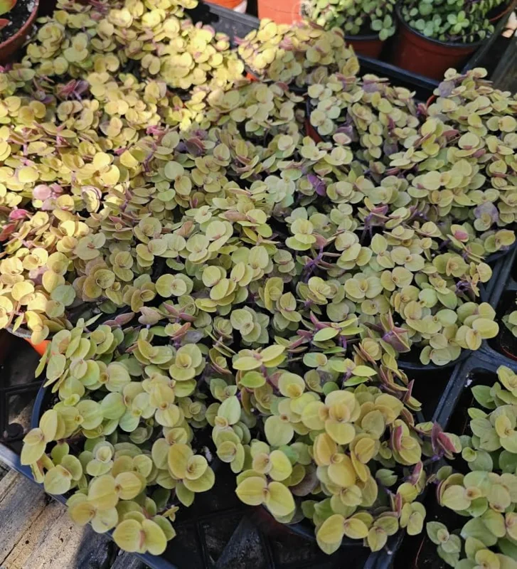 Gold Wandering Jew Live Plant - Tradescantia Callisia Repens, 4-inch Pot, Indoor/Outdoor - Image 2