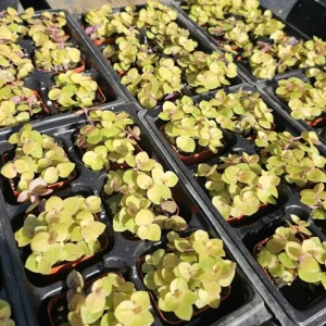 Gold Wandering Jew Live Plant - Tradescantia Callisia Repens - 2