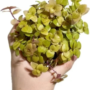 Gold Wandering Jew Live Plant - Tradescantia Callisia Repens, 4-inch Pot, Indoor/Outdoor - Image 3