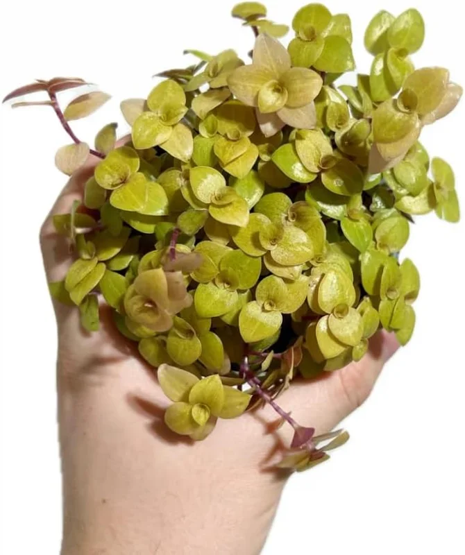 Gold Wandering Jew Live Plant - Tradescantia Callisia Repens, 4-inch Pot, Indoor/Outdoor - Image 3