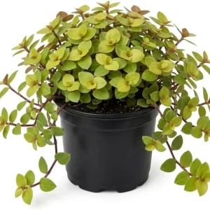 Gold Wandering Jew Live Plant - Tradescantia Callisia Repens - 2" Pot - Indoor/Outdoor - Image 1
