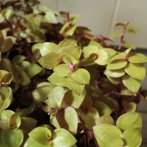 Gold Wandering Jew Live Plant - Tradescantia Callisia Repens - 2