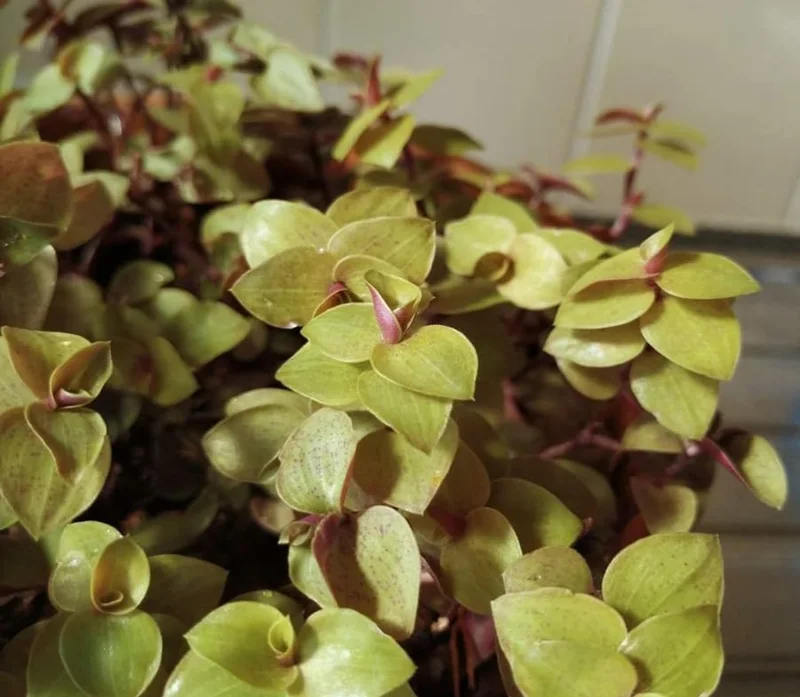 Gold Wandering Jew Live Plant - Tradescantia Callisia Repens, 4-inch Pot, Indoor/Outdoor - Image 4