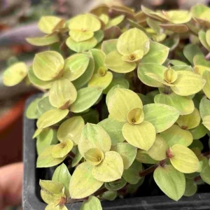 Gold Wandering Jew Live Plant - Tradescantia Callisia Repens - 2