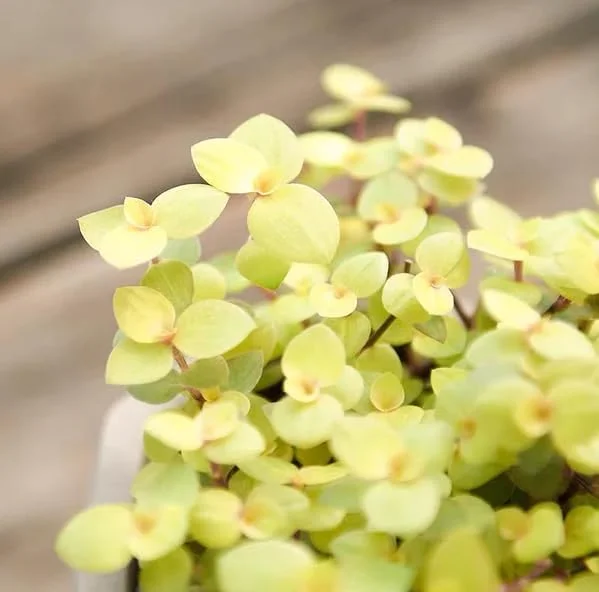 Gold Wandering Jew Live Plant - Tradescantia Callisia Repens, 4-inch Pot, Indoor/Outdoor - Image 5