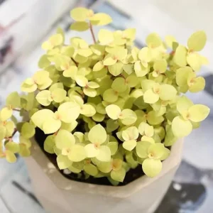 Gold Wandering Jew Live Plant - Tradescantia Callisia Repens, 4-inch Pot, Indoor/Outdoor - Image 6