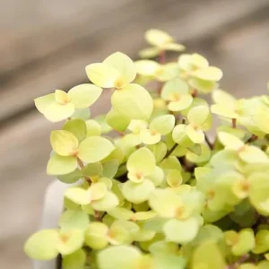 Gold Wandering Jew Live Plant - Tradescantia Callisia Repens - 2