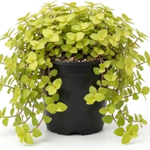 Gold Wandering Jew Live Plant - Tradescantia Callisia Repens, 4-inch Pot, Indoor/Outdoor - Image 1